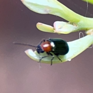 Adoxia sp. (genus) at Parkes, ACT - 26 Dec 2023