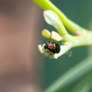 Adoxia sp. (genus) at Parkes, ACT - 26 Dec 2023