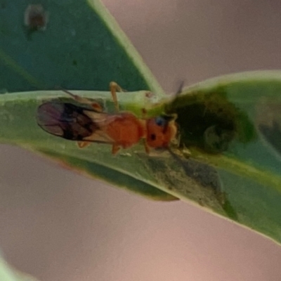 Unidentified Parasitic wasp (numerous families) at Parkes, ACT - 26 Dec 2023 by Hejor1