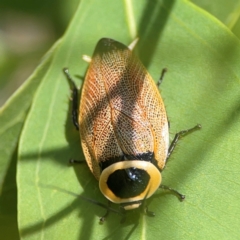 Ellipsidion australe (Austral Ellipsidion cockroach) at Parkes, ACT - 26 Dec 2023 by Hejor1