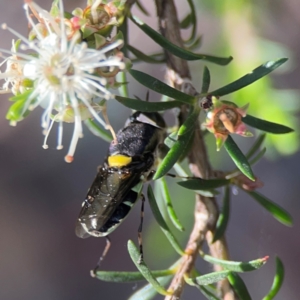 Odontomyia hunteri at Parkes, ACT - 26 Dec 2023 05:15 PM