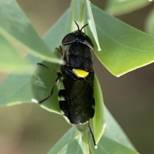 Odontomyia hunteri at Parkes, ACT - 26 Dec 2023