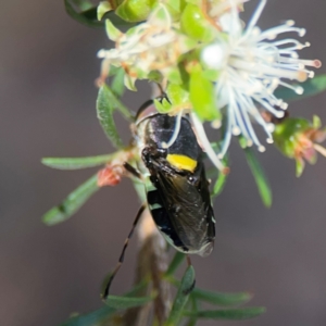 Odontomyia hunteri at Parkes, ACT - 26 Dec 2023 05:15 PM