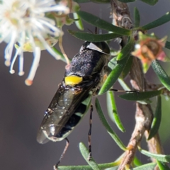 Odontomyia hunteri at Parkes, ACT - 26 Dec 2023 05:15 PM