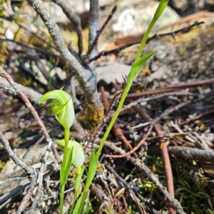 Pterostylis scabrida at Wellington Park, TAS - 26 Dec 2023