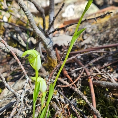 Pterostylis scabrida (Rough Greenhood) at Wellington Park, TAS - 26 Dec 2023 by BethanyDunne