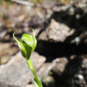 Pterostylis scabrida at Wellington Park, TAS - 26 Dec 2023