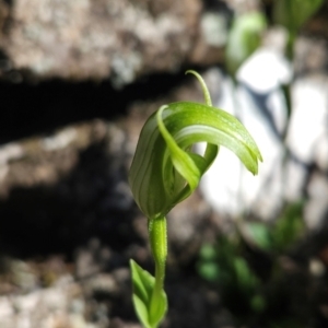 Pterostylis scabrida at Wellington Park, TAS - suppressed