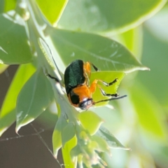 Aporocera (Aporocera) consors (A leaf beetle) at Parkes, ACT - 26 Dec 2023 by Hejor1