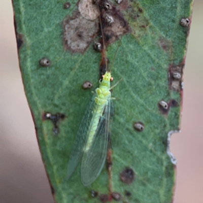 Mallada signatus (Green Lacewing) at Parkes, ACT - 26 Dec 2023 by Hejor1