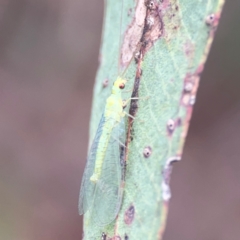 Mallada signatus at Parkes, ACT - 26 Dec 2023