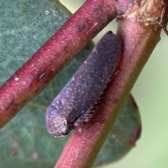 Unidentified Leafhopper or planthopper (Hemiptera, several families) at Parkes, ACT - 26 Dec 2023 by Hejor1