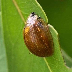 Paropsisterna cloelia at Parkes, ACT - 26 Dec 2023 05:20 PM