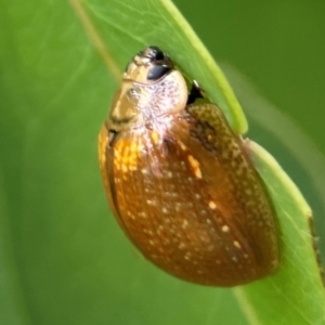 Paropsisterna cloelia at Parkes, ACT - 26 Dec 2023 05:20 PM