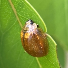 Paropsisterna cloelia at Parkes, ACT - 26 Dec 2023