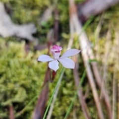 Caladenia alpina (Mountain Caps) at Wellington Park, TAS - 26 Dec 2023 by BethanyDunne