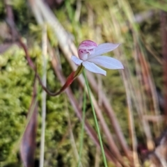 Caladenia alpina at Wellington Park, TAS - suppressed