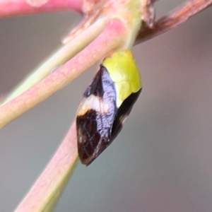 Chaetophyes compacta at Parkes, ACT - 26 Dec 2023