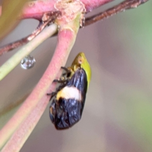 Chaetophyes compacta at Parkes, ACT - 26 Dec 2023