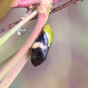 Chaetophyes compacta at Parkes, ACT - 26 Dec 2023