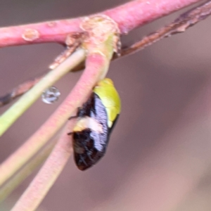 Chaetophyes compacta at Parkes, ACT - 26 Dec 2023