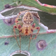 Araneus nigropunctatus (An orb weaver) at Parkes, ACT - 26 Dec 2023 by Hejor1