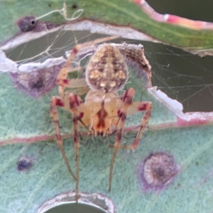 Araneus nigropunctatus at Parkes, ACT - 26 Dec 2023 05:28 PM