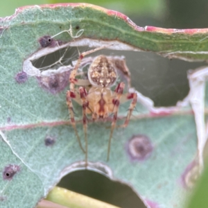 Araneus nigropunctatus at Parkes, ACT - 26 Dec 2023 05:28 PM