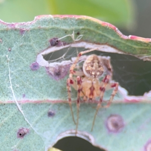 Araneus nigropunctatus at Parkes, ACT - 26 Dec 2023