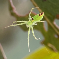 Araneus talipedatus (Slender green orb-weaver) at Parkes, ACT - 26 Dec 2023 by Hejor1