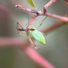 Araneus talipedatus at Parkes, ACT - 26 Dec 2023