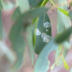 Lasiopsylla sp. (genus) (Psyllid or Lerp insect) at Parkes, ACT - 26 Dec 2023 by Hejor1