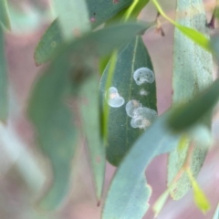 Unidentified Psyllid, lerp, aphid or whitefly (Hemiptera, several families) at Parkes, ACT - 26 Dec 2023 by Hejor1