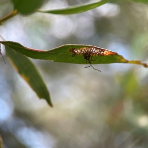 Curculionidae (family) at Parkes, ACT - 26 Dec 2023 05:32 PM