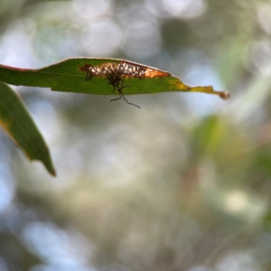 Curculionidae (family) at Parkes, ACT - 26 Dec 2023 05:32 PM