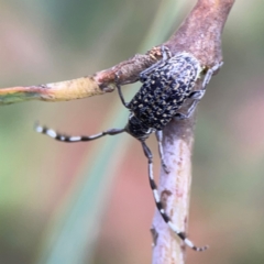 Ancita sp. (genus) (Longicorn or longhorn beetle) at Parkes, ACT - 26 Dec 2023 by Hejor1