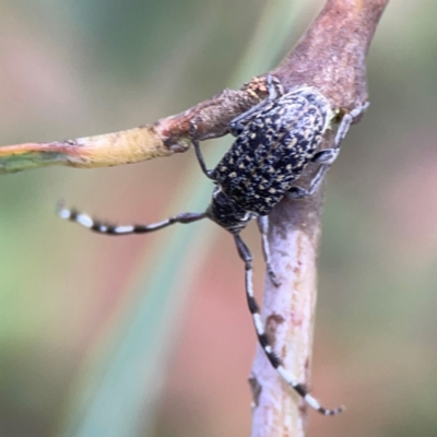 Ancita sp. (genus) (Longicorn or longhorn beetle) at Parkes, ACT - 26 Dec 2023 by Hejor1