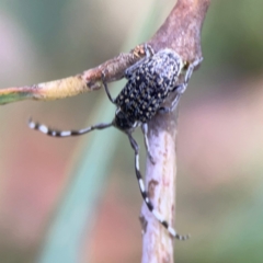 Ancita sp. (genus) at Parkes, ACT - 26 Dec 2023