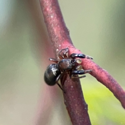 Rhombonotus gracilis (Graceful Ant Mimic) at Parkes, ACT - 26 Dec 2023 by Hejor1
