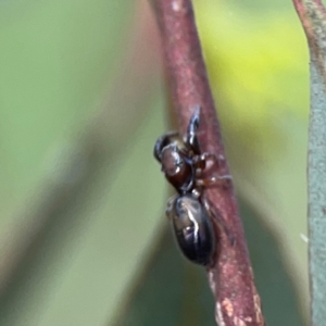 Rhombonotus gracilis at Parkes, ACT - 26 Dec 2023