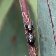 Rhombonotus gracilis at Parkes, ACT - 26 Dec 2023