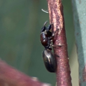 Rhombonotus gracilis at Parkes, ACT - 26 Dec 2023