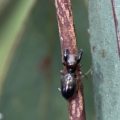 Rhombonotus gracilis at Parkes, ACT - 26 Dec 2023