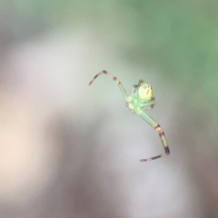 Thomisidae (family) at Parkes, ACT - 26 Dec 2023