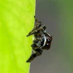 Unidentified Jumping or peacock spider (Salticidae) at Parkes, ACT - 26 Dec 2023 by Hejor1