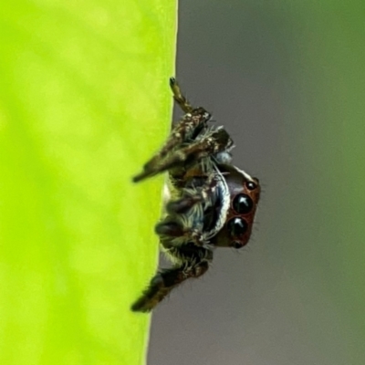 Unidentified Jumping or peacock spider (Salticidae) at Parkes, ACT - 26 Dec 2023 by Hejor1