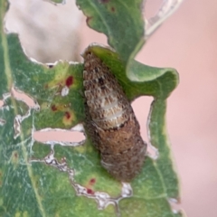 Unidentified Leafhopper or planthopper (Hemiptera, several families) at Parkes, ACT - 26 Dec 2023 by Hejor1