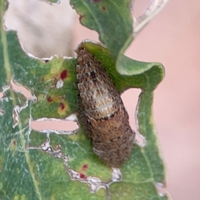 Stenocotini sp. (tribe) (A leafhopper) at Parkes, ACT - 26 Dec 2023 by Hejor1