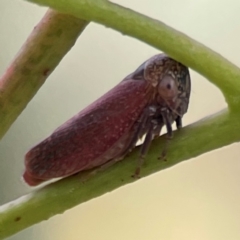 Unidentified Leafhopper or planthopper (Hemiptera, several families) at Parkes, ACT - 26 Dec 2023 by Hejor1