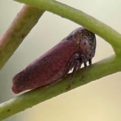 Eurymelinae (subfamily) (Unidentified eurymeline leafhopper) at Parkes, ACT - 26 Dec 2023 by Hejor1